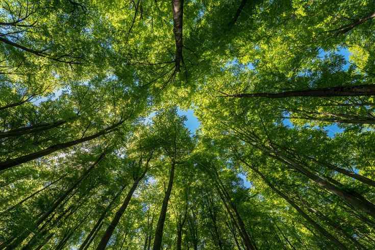 La magia de cuidar árboles: ciencia y arte para un entorno más verde